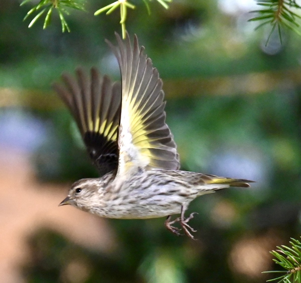 Pine Siskin - Nancy Blaze