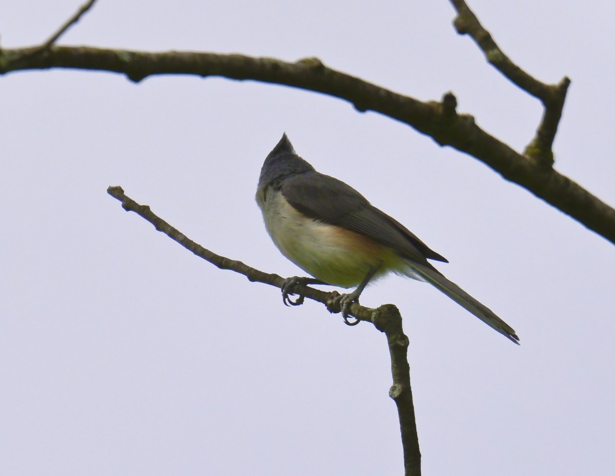 Tufted Titmouse - Nui Moreland