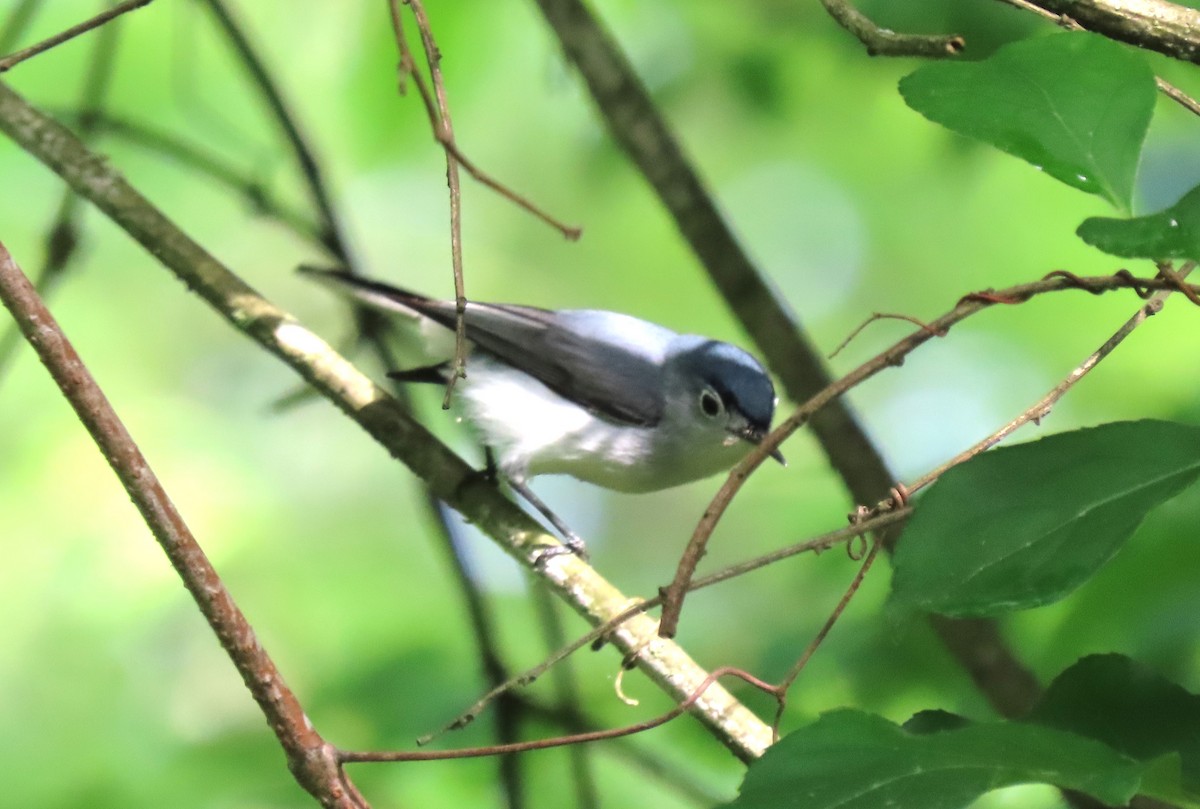 Blue-gray Gnatcatcher - Anne Mytych