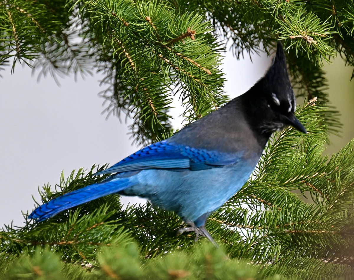 Steller's Jay - Nancy Blaze