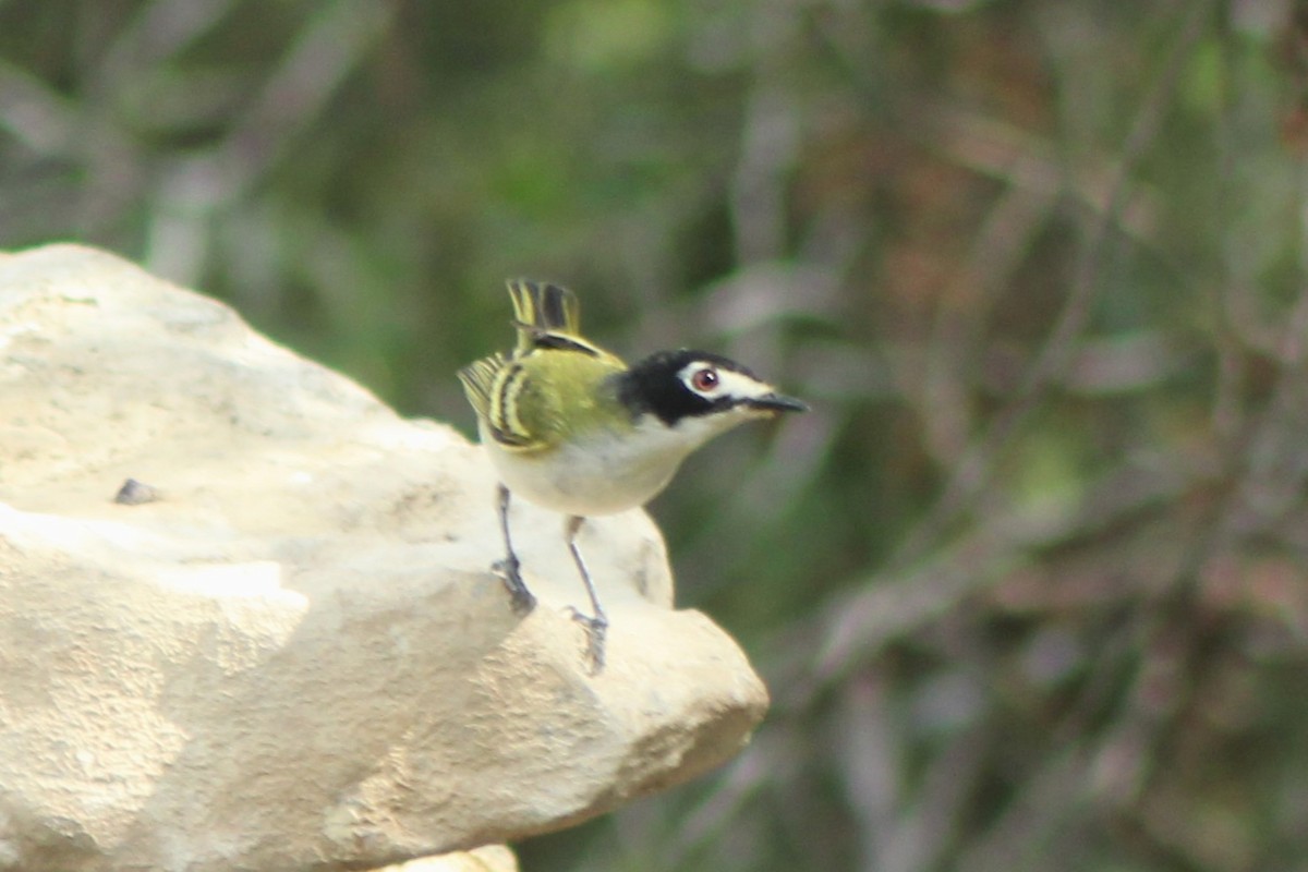 Black-capped Vireo - Lila Lewis