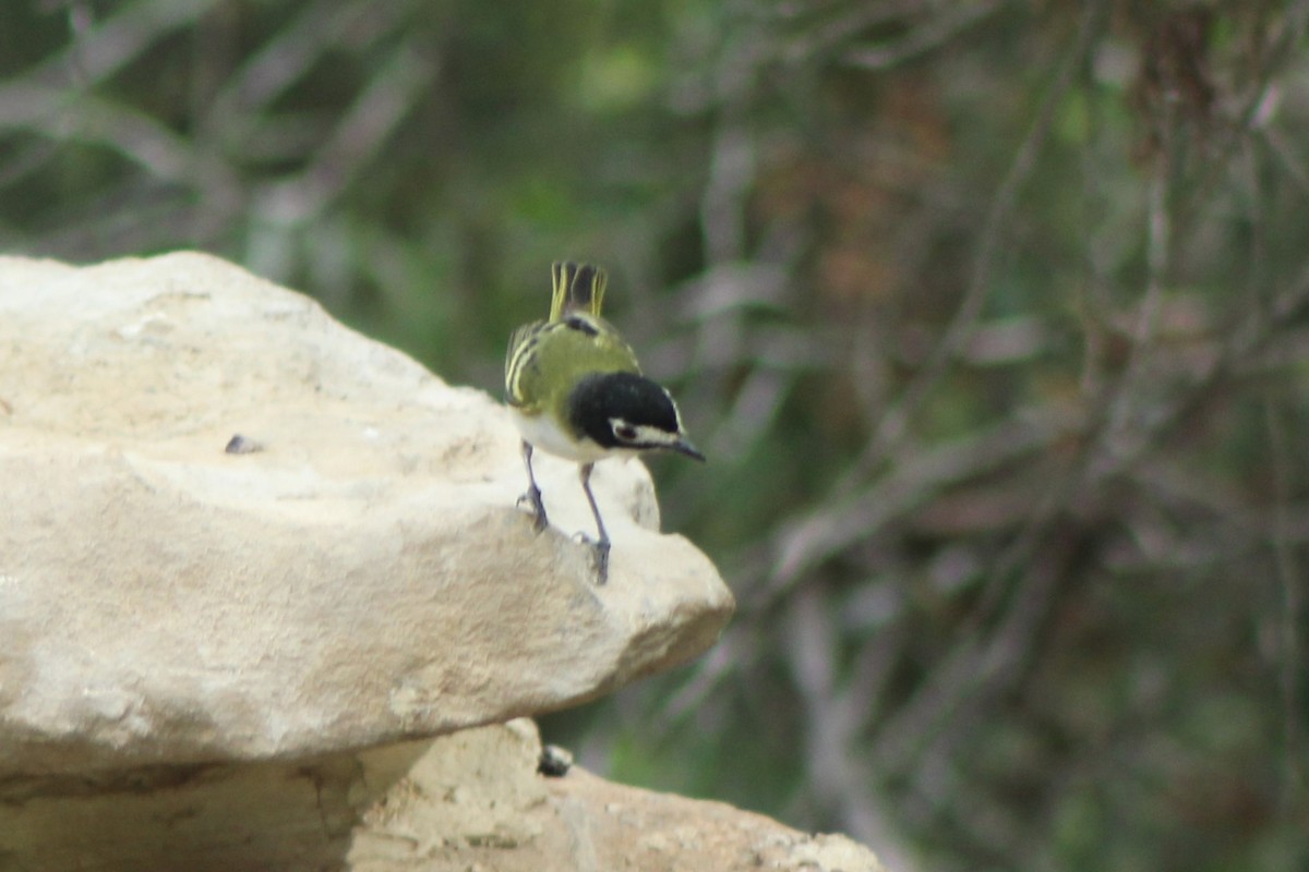 Black-capped Vireo - Lila Lewis