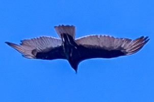 Turkey Vulture - Carter Pape