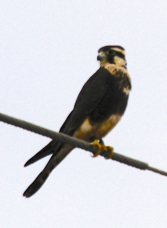 Aplomado Falcon - johnny powell