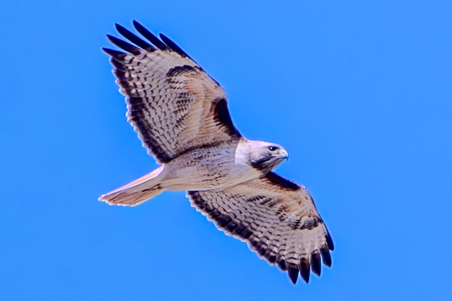 Red-tailed Hawk - Carter Pape