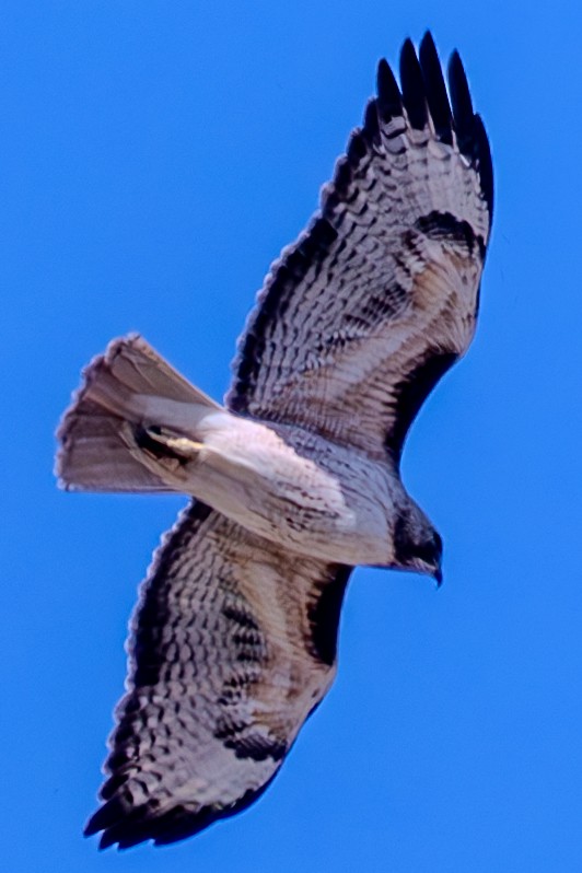 Rotschwanzbussard - ML619551836