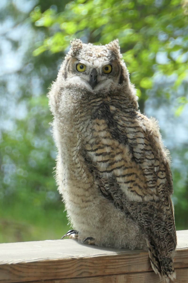 Great Horned Owl - Wayne Cooper