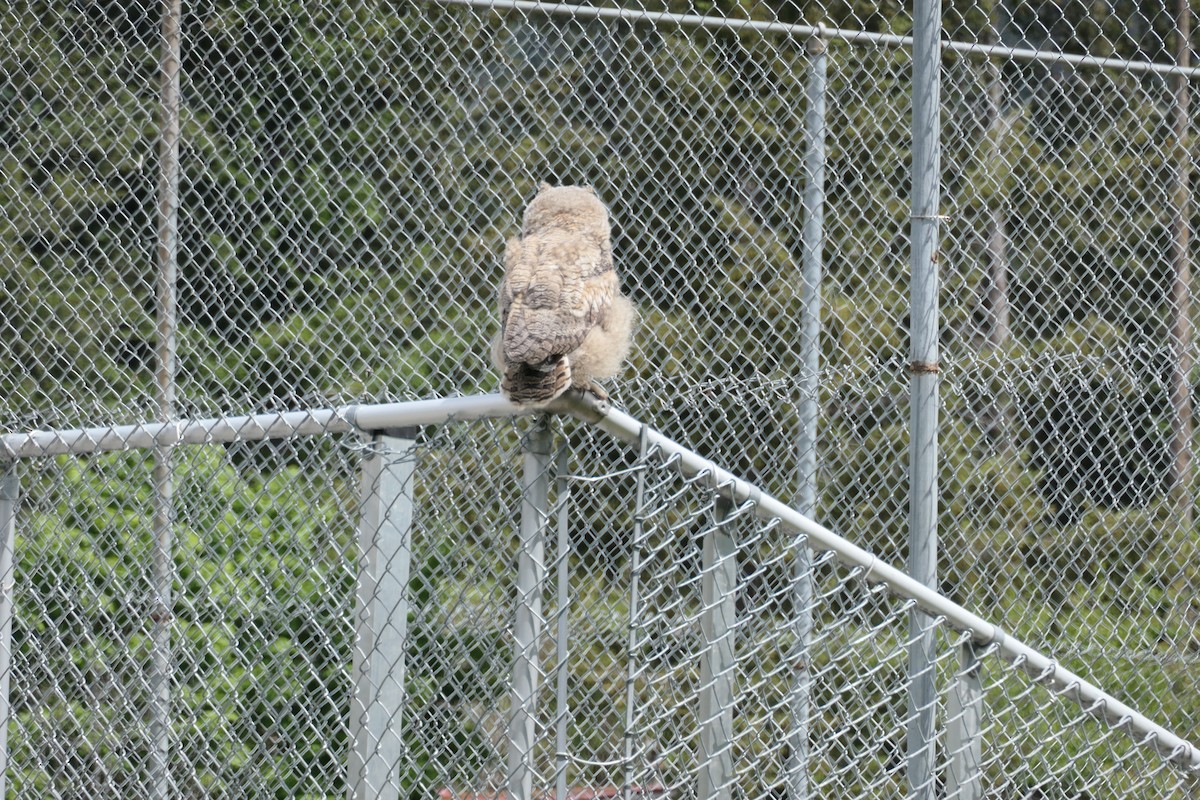 Great Horned Owl - Wayne Cooper