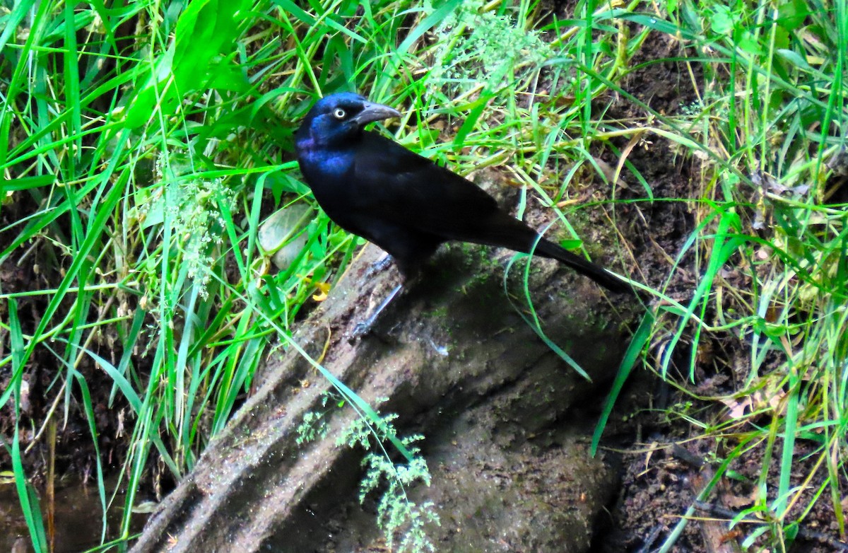 Common Grackle - Anne Mytych