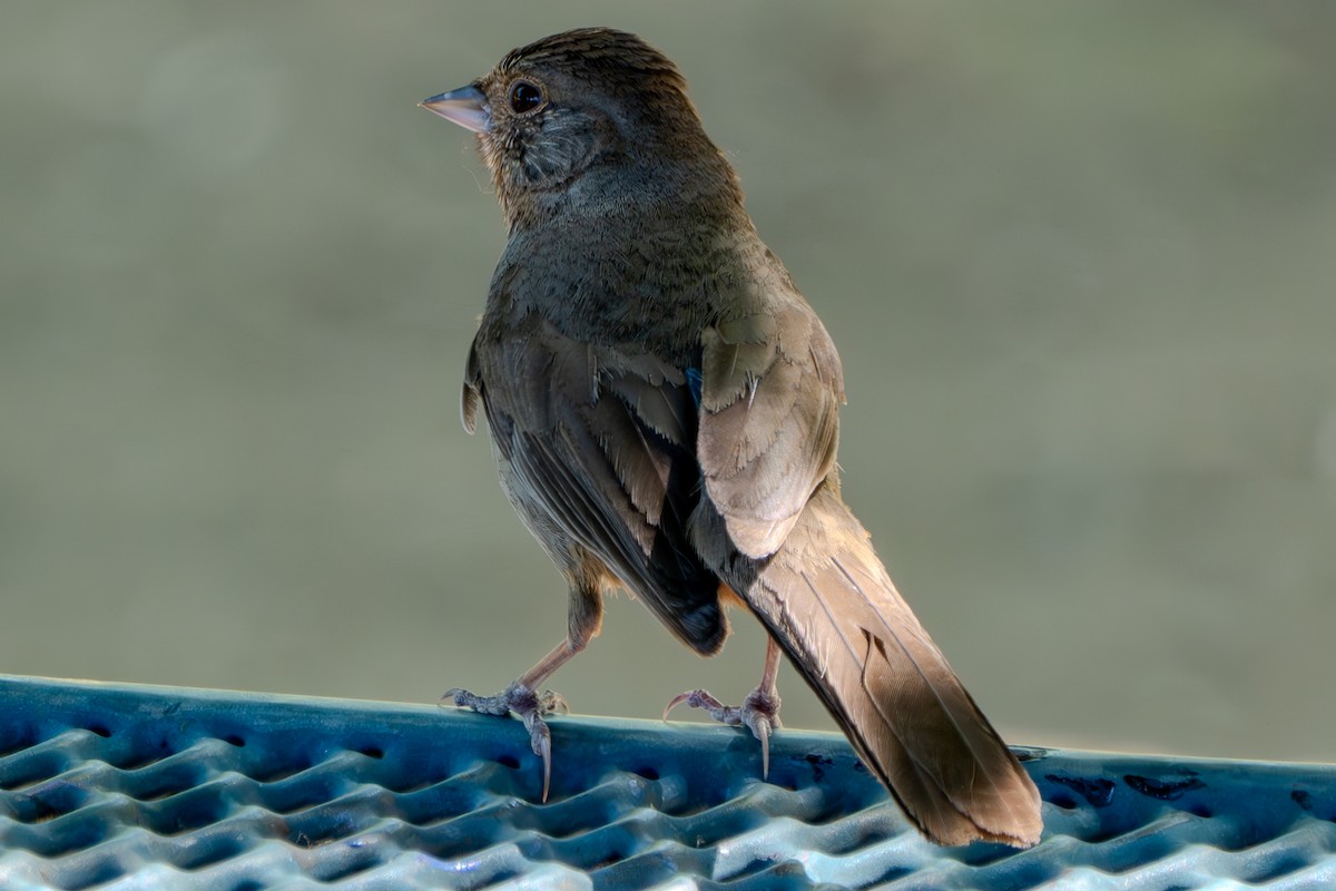 California Towhee - Carter Pape