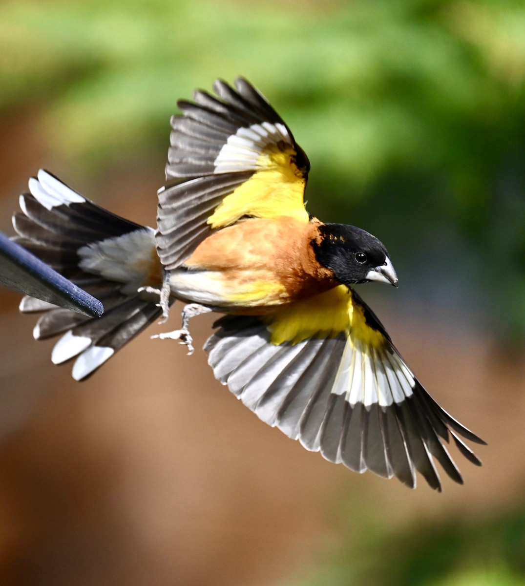 Black-headed Grosbeak - Nancy Blaze