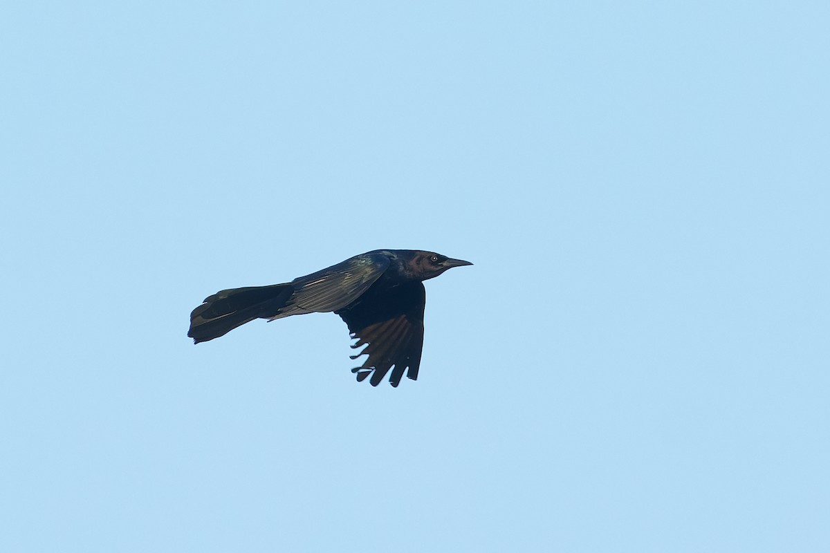 Boat-tailed Grackle - Ant Tab