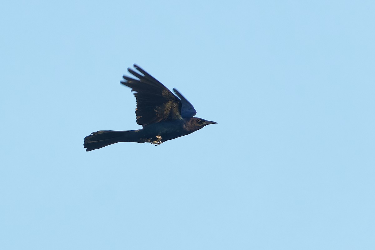 Boat-tailed Grackle - Ant Tab