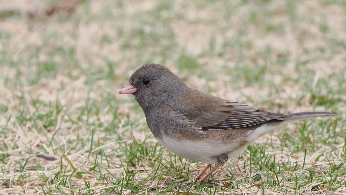 Dark-eyed Junco (Slate-colored) - ML619551863