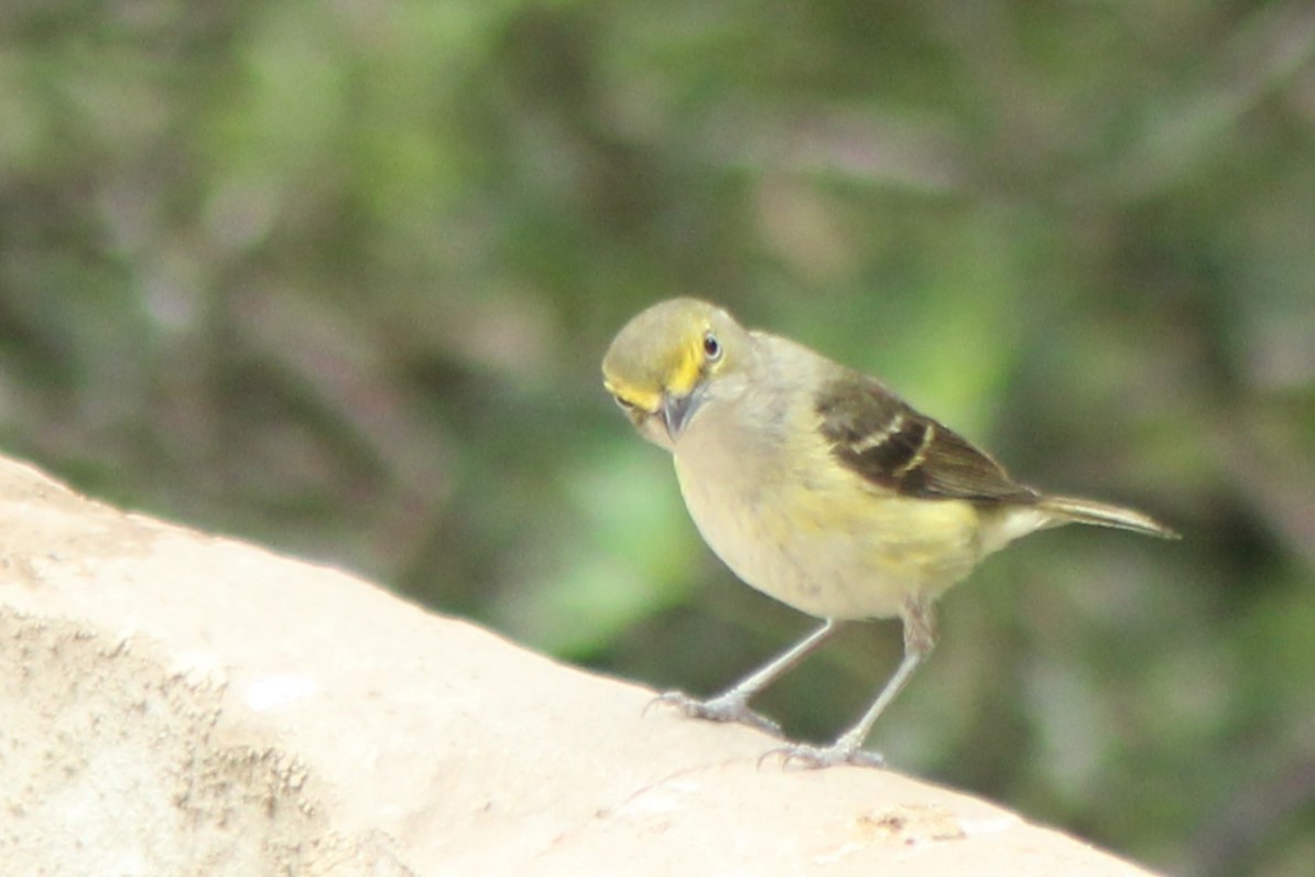 White-eyed Vireo - Lila Lewis