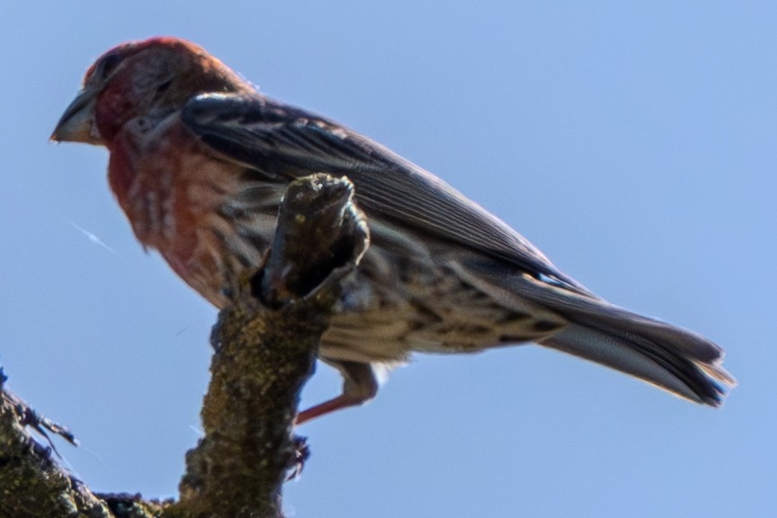 House Finch - Carter Pape