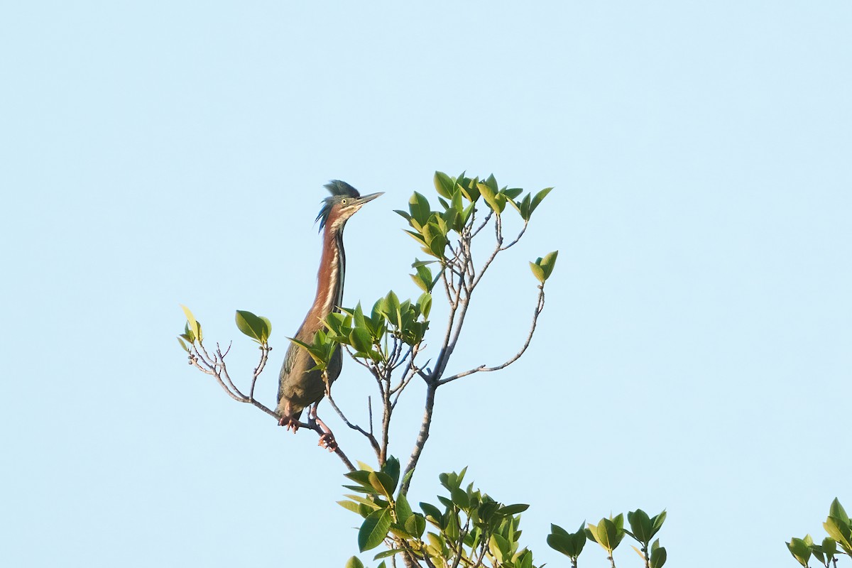 Green Heron - Ant Tab