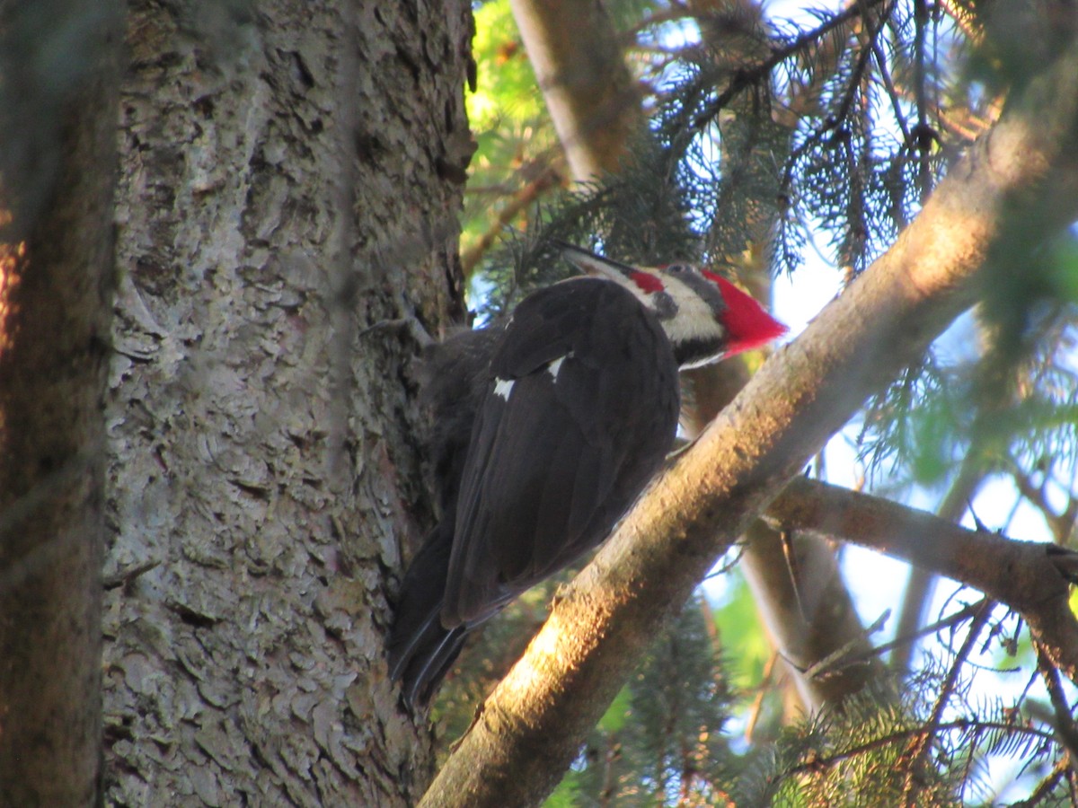 Pileated Woodpecker - Mickey Ryan