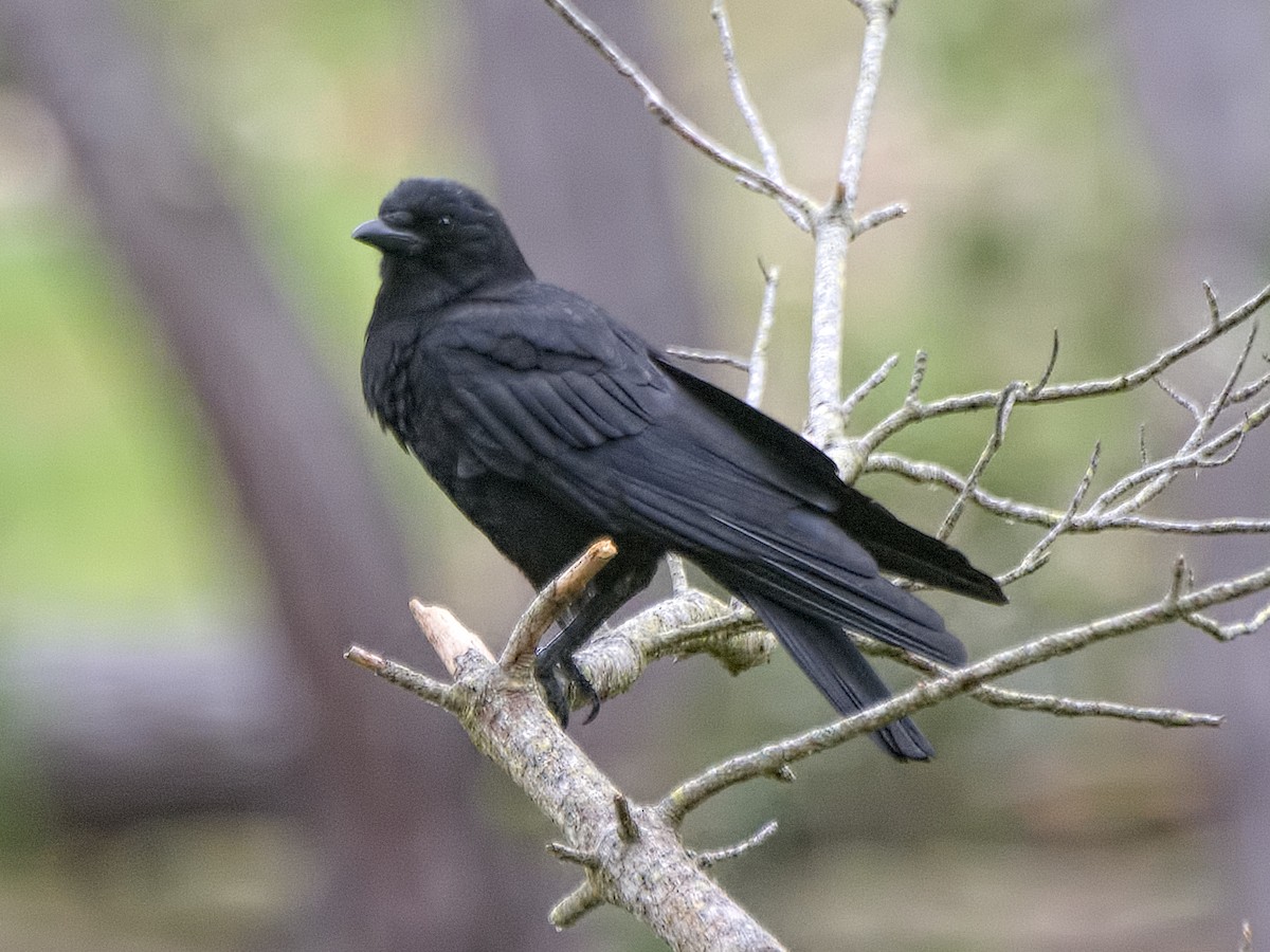 American Crow - Michael Rieser