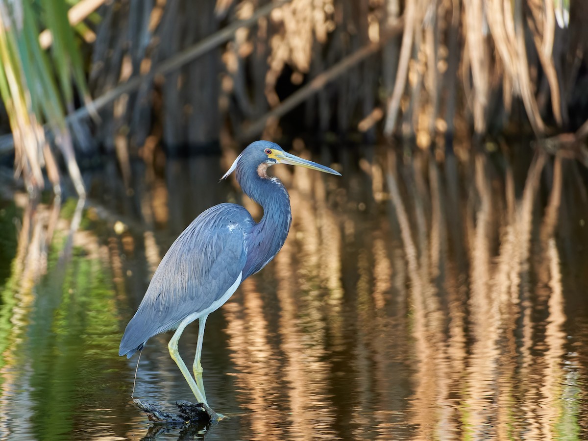 Tricolored Heron - Ant Tab