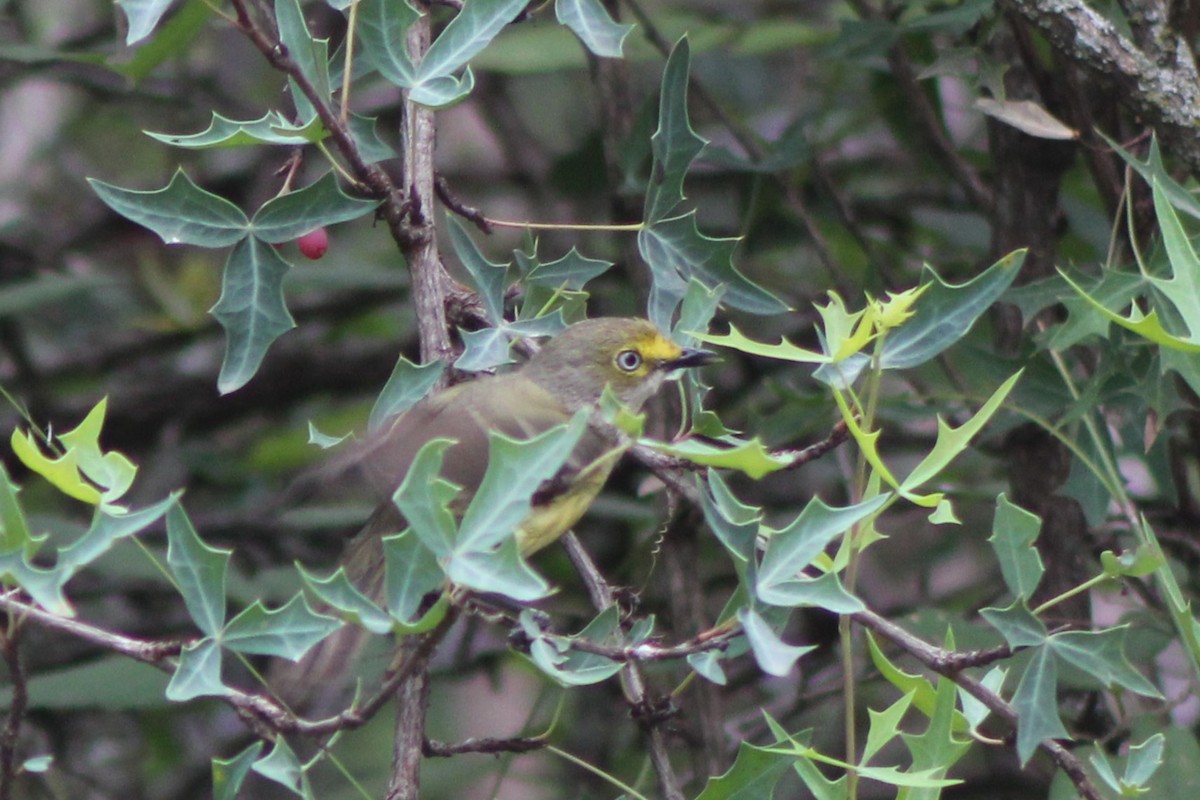 White-eyed Vireo - Lila Lewis