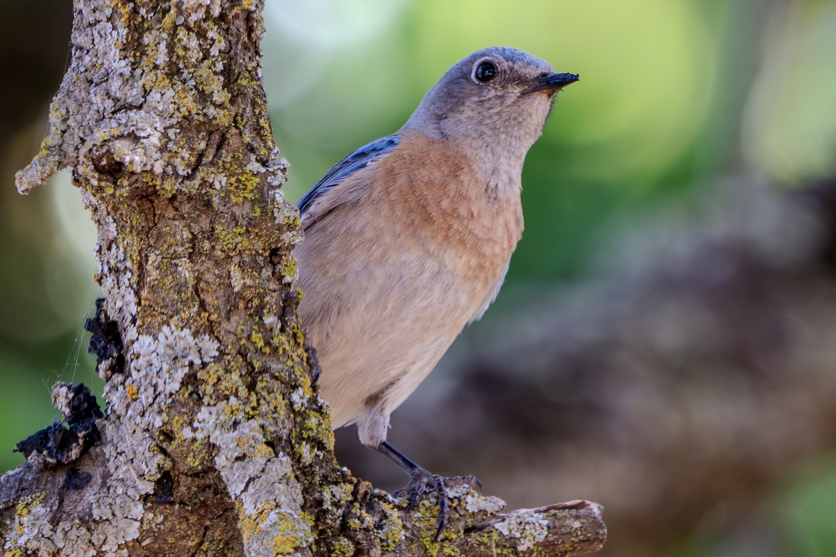 Western Bluebird - Carter Pape