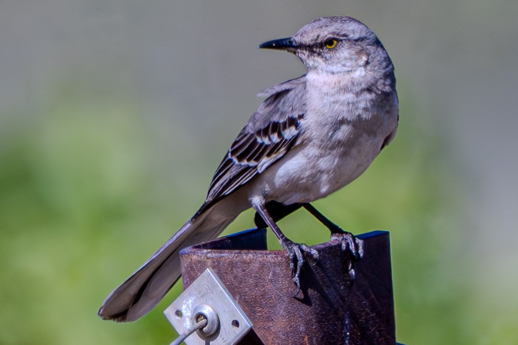 Northern Mockingbird - Carter Pape