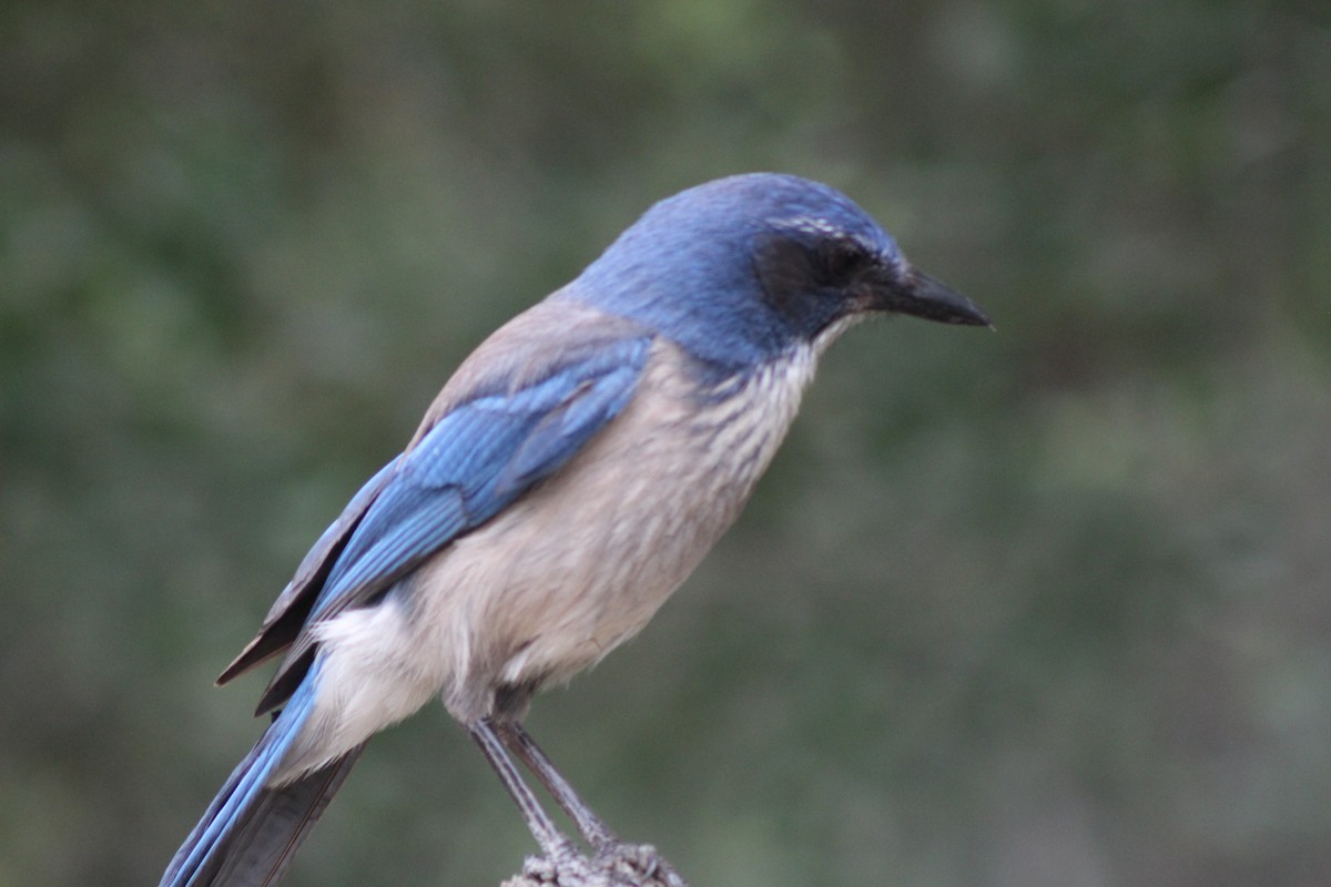 Woodhouse's Scrub-Jay - Lila Lewis