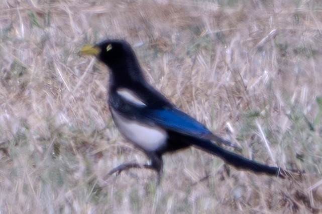Yellow-billed Magpie - Carter Pape