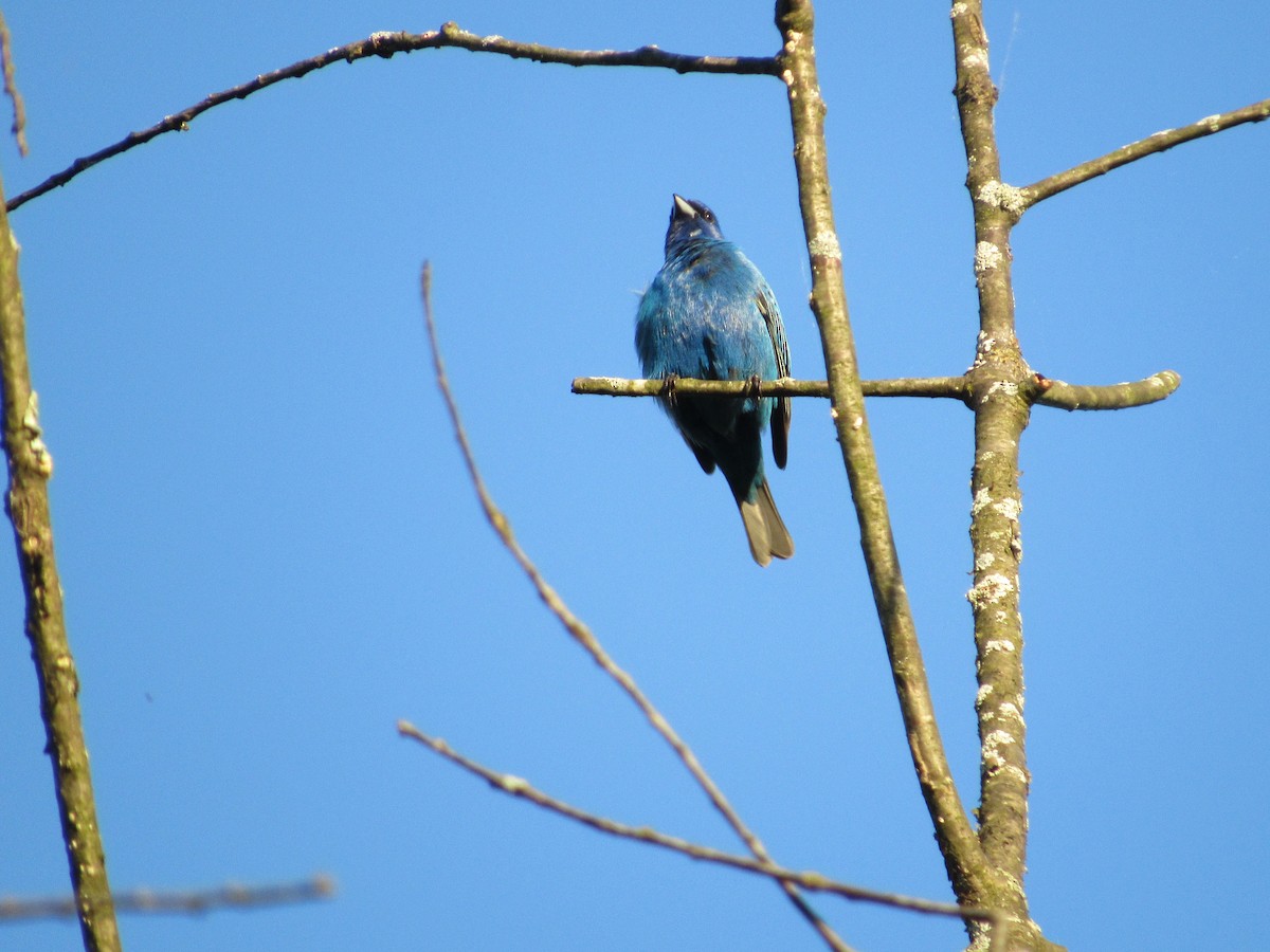 Passerin indigo - ML619551892