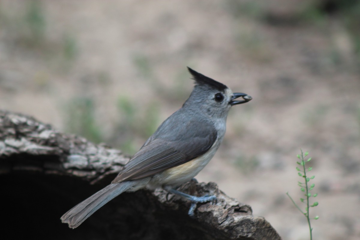 Black-crested Titmouse - Lila Lewis