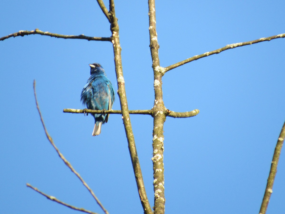 Passerin indigo - ML619551896