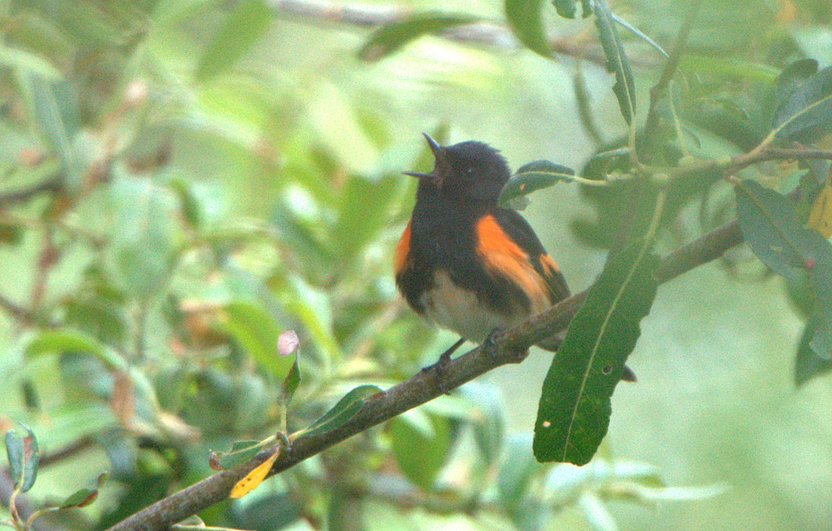 American Redstart - Curtis Marantz