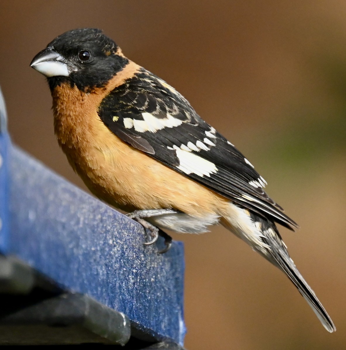 Black-headed Grosbeak - Nancy Blaze