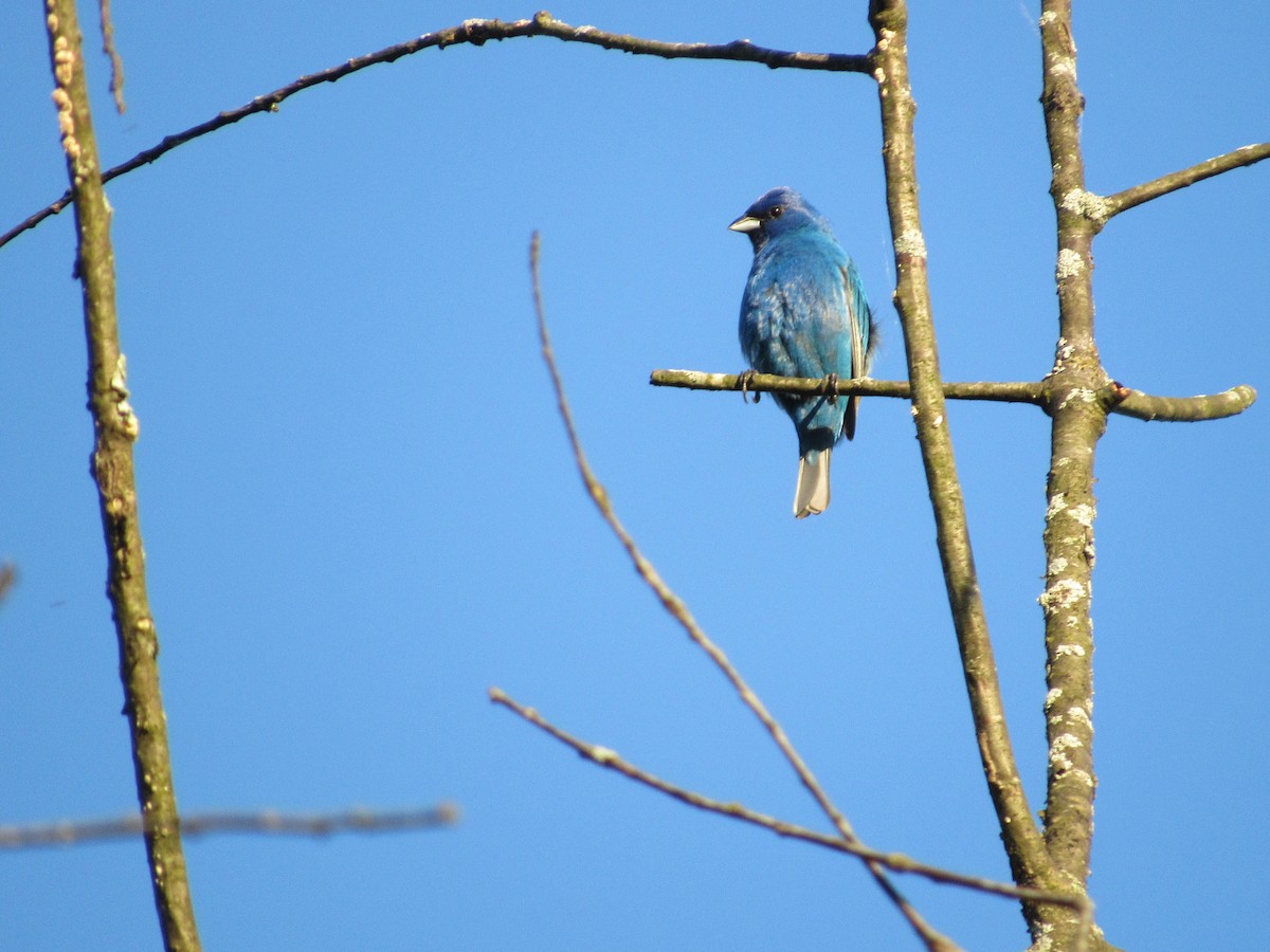 Indigo Bunting - Mickey Ryan