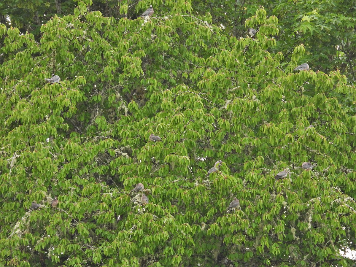 Band-tailed Pigeon - Kellie Sagen 🦉