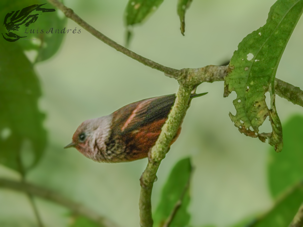 Pink-headed Warbler - Luis Cuevas Romero