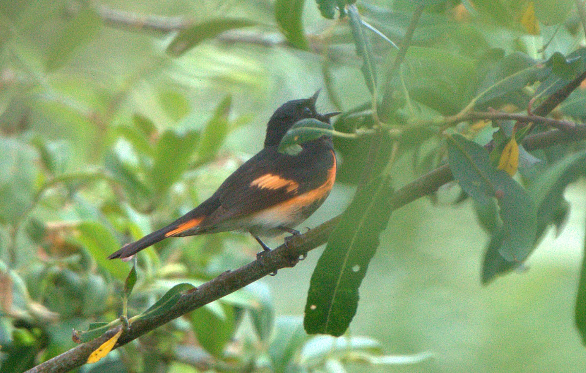 American Redstart - Curtis Marantz