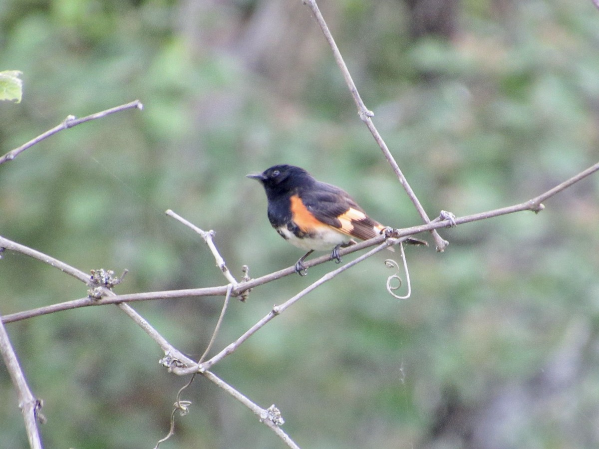 American Redstart - Mickey Ryan