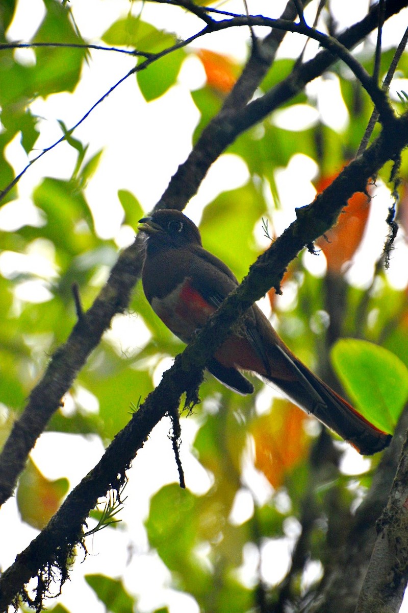 Collared Trogon - Josh Craddock