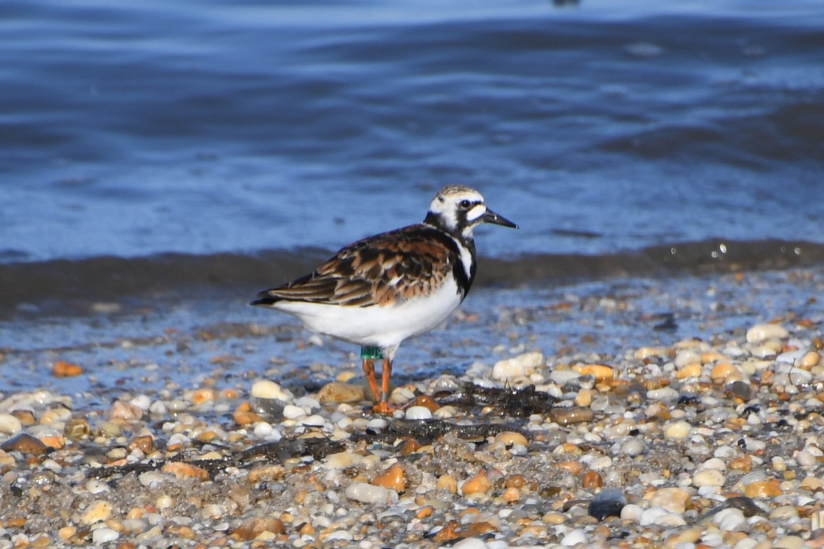 Ruddy Turnstone - Jen Cookus