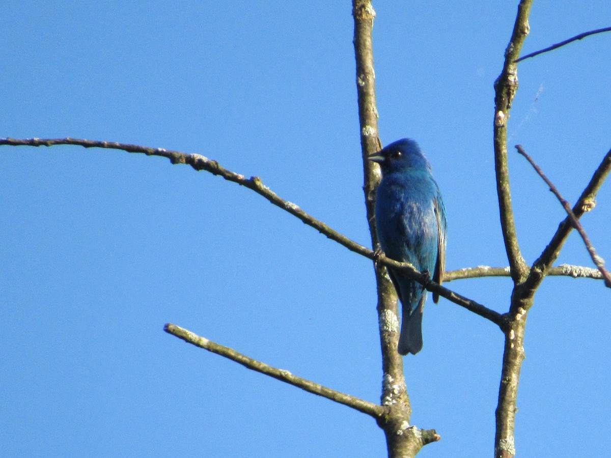 Indigo Bunting - Mickey Ryan