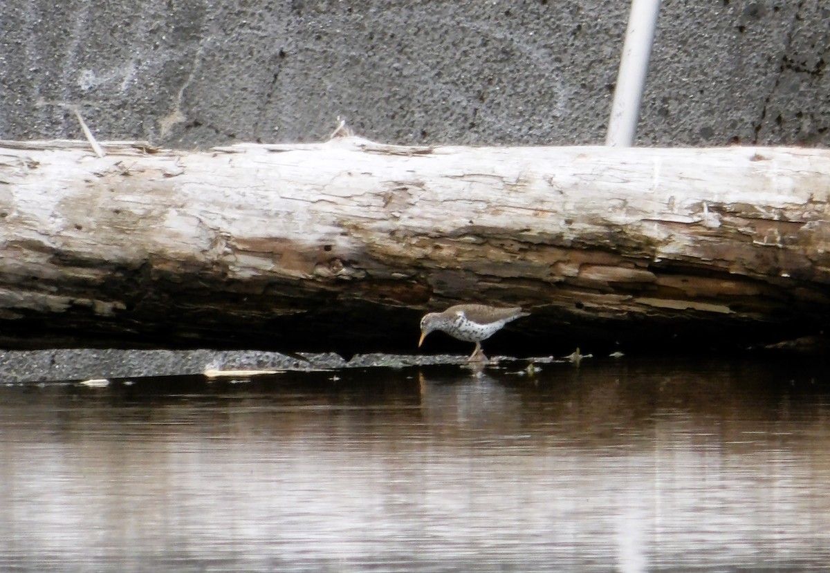 Spotted Sandpiper - Cindy Grimes