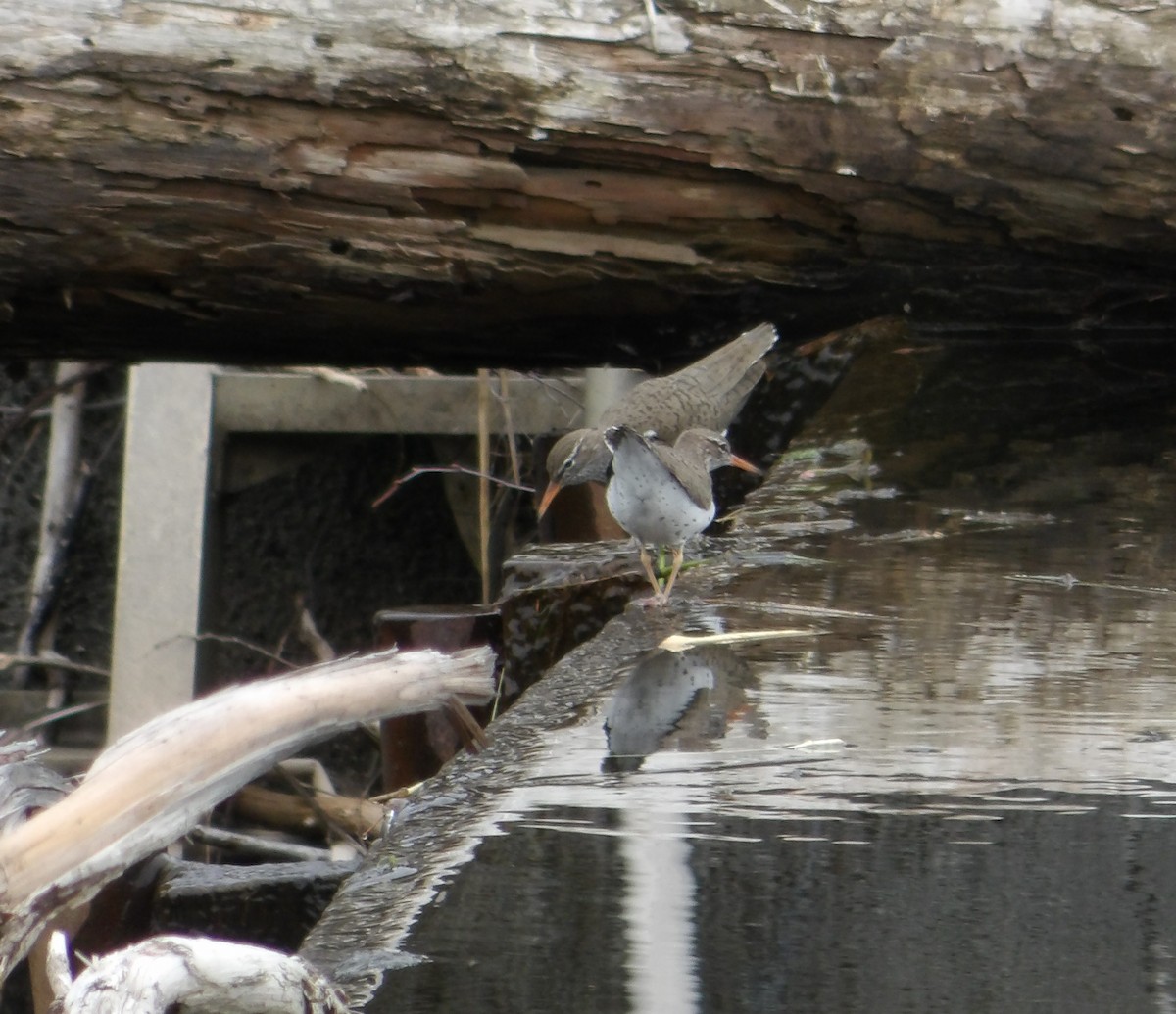 Spotted Sandpiper - Cindy Grimes