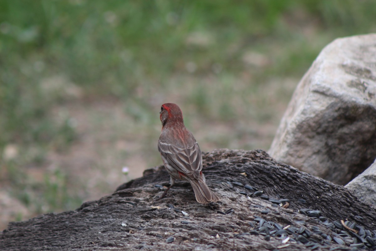 House Finch - Lila Lewis