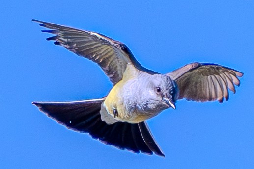 Western Kingbird - Carter Pape