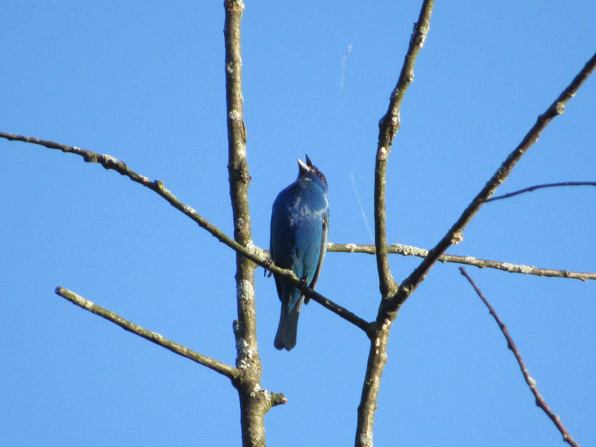 Passerin indigo - ML619551931