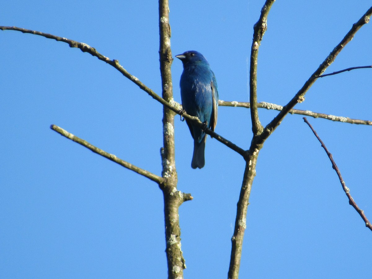 Indigo Bunting - Mickey Ryan