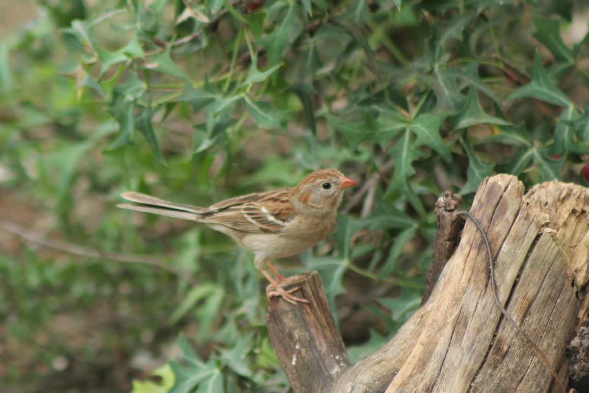 Field Sparrow - Lila Lewis