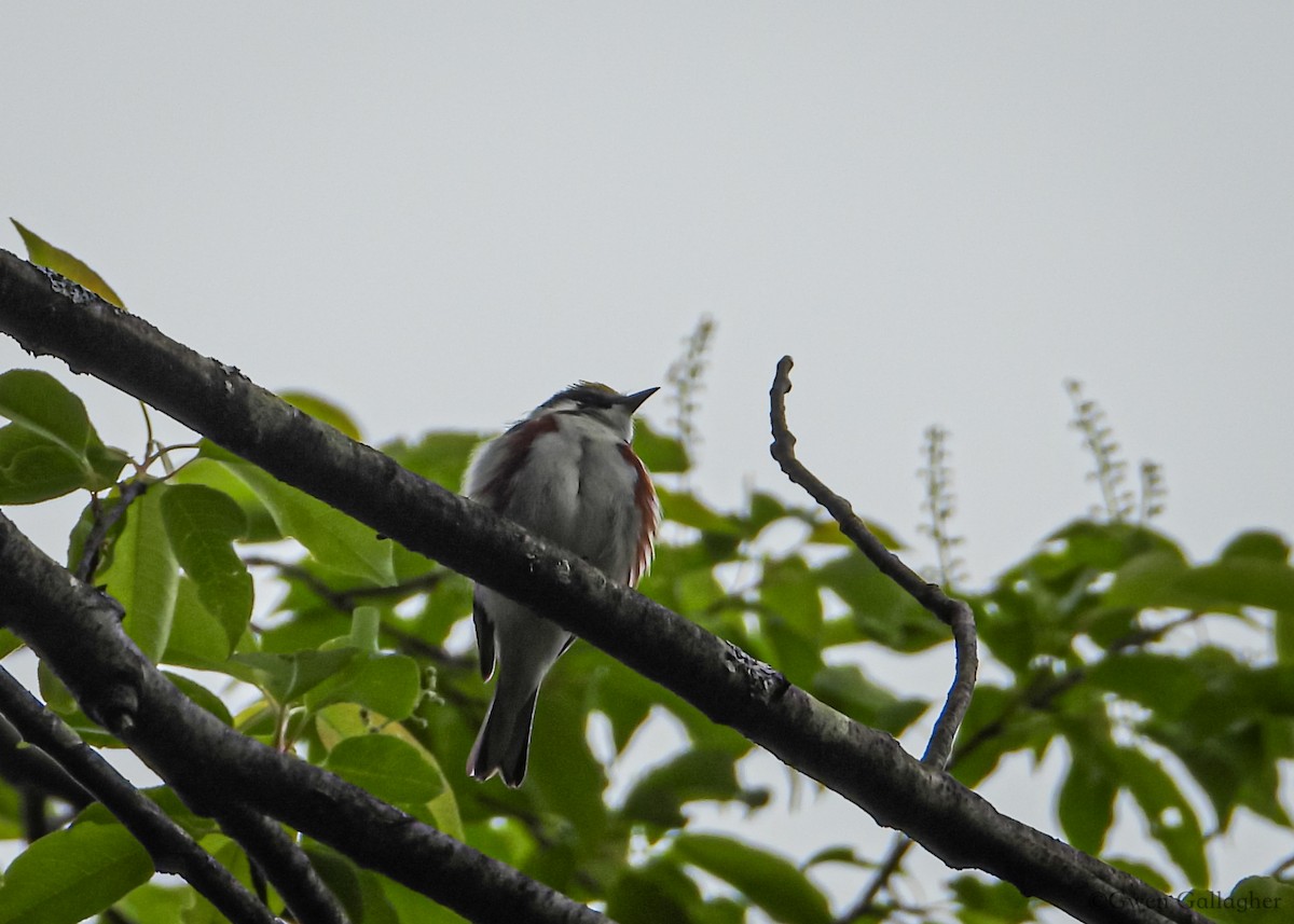 Chestnut-sided Warbler - ML619551935